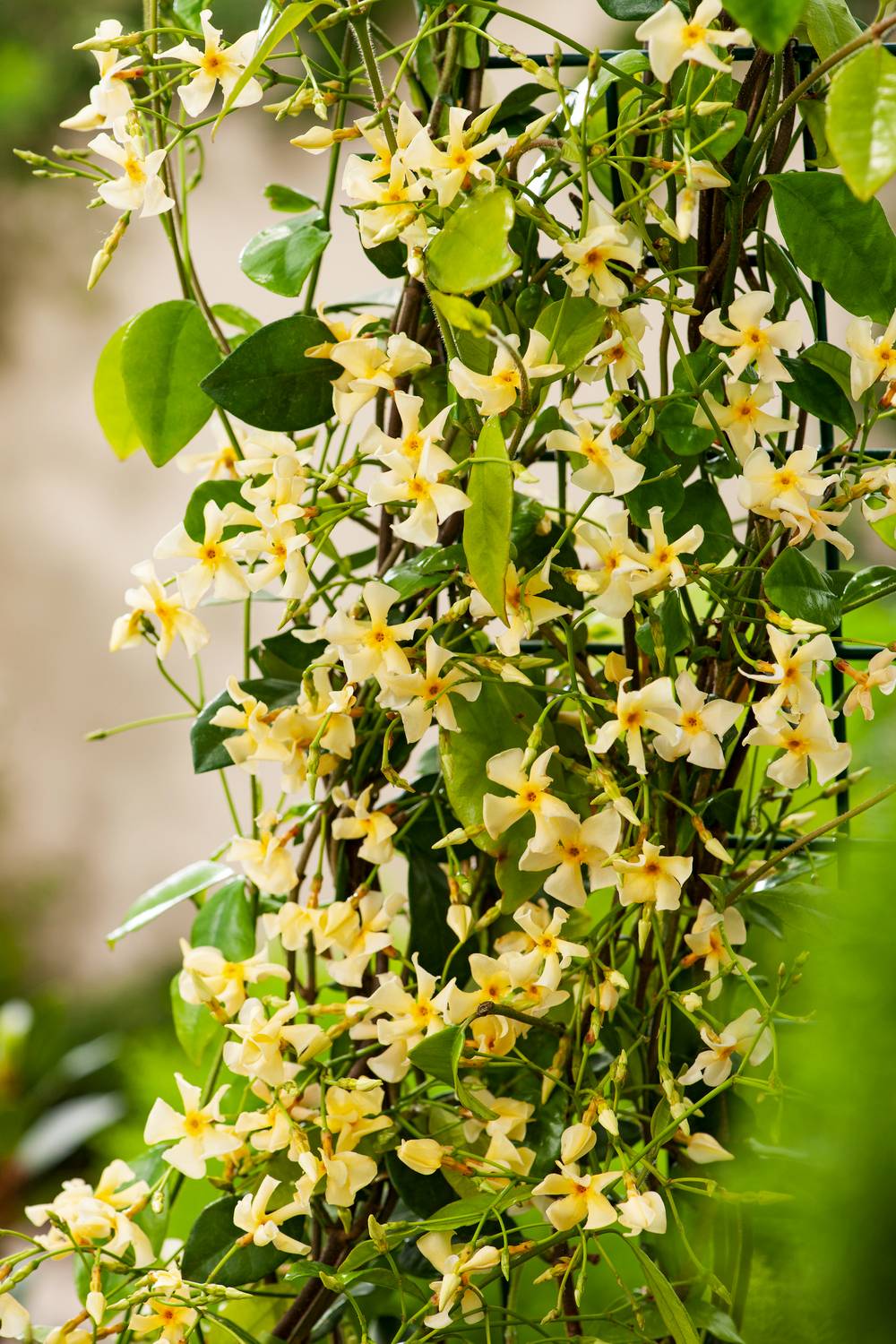 Trachelospermum asiaticum 'Pink Showers' - Jasmin étoilé