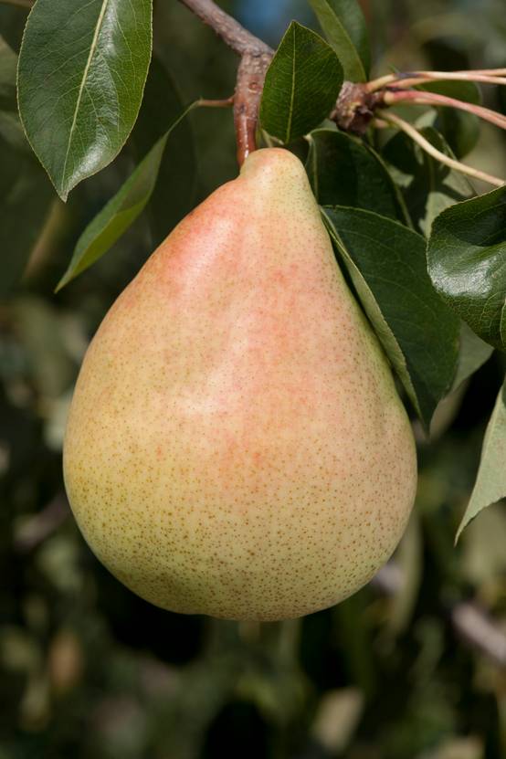 Poirier 'Marguerite Marillat'