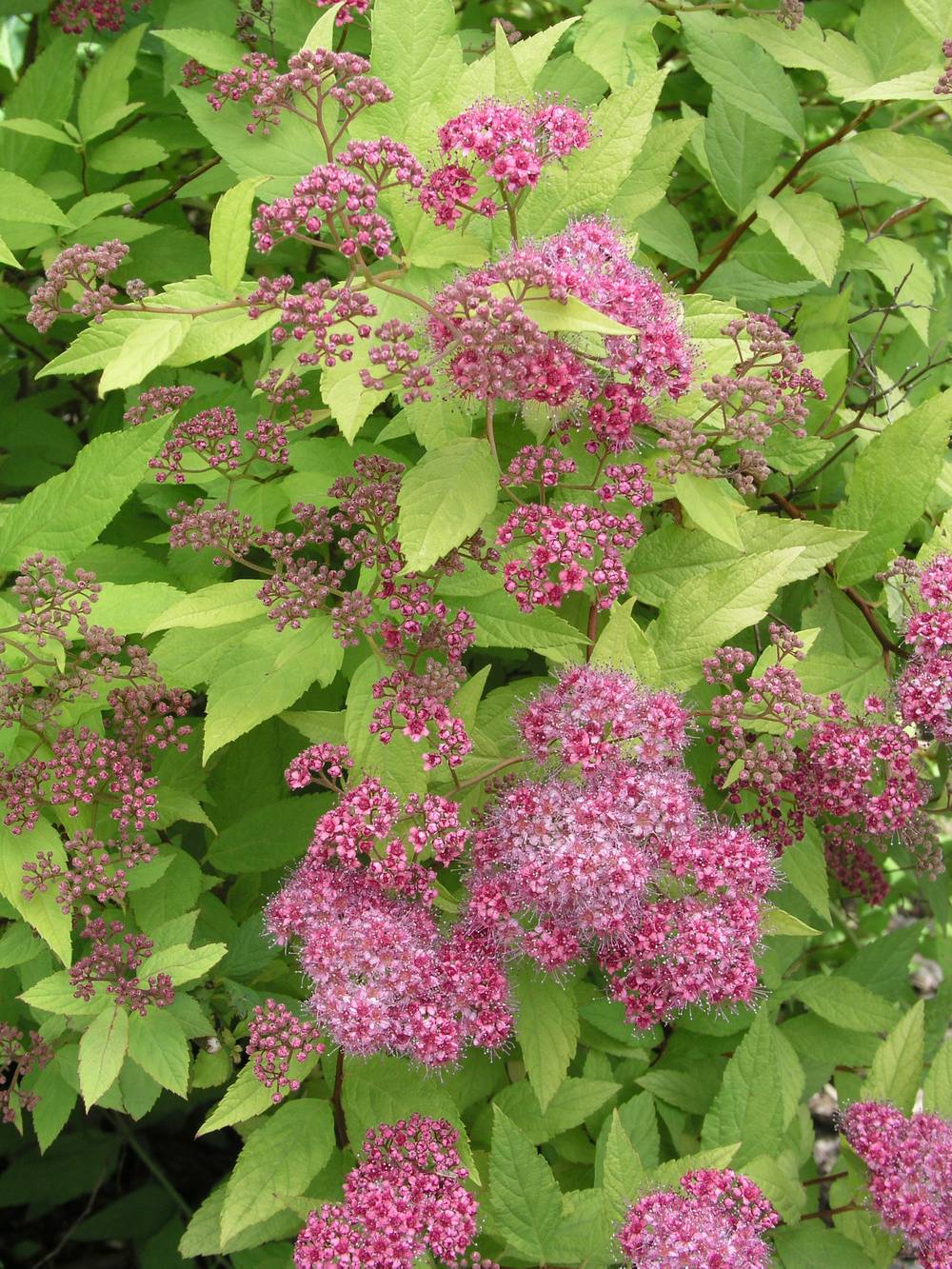Spiraea japonica 'Goldflame' - Spirée