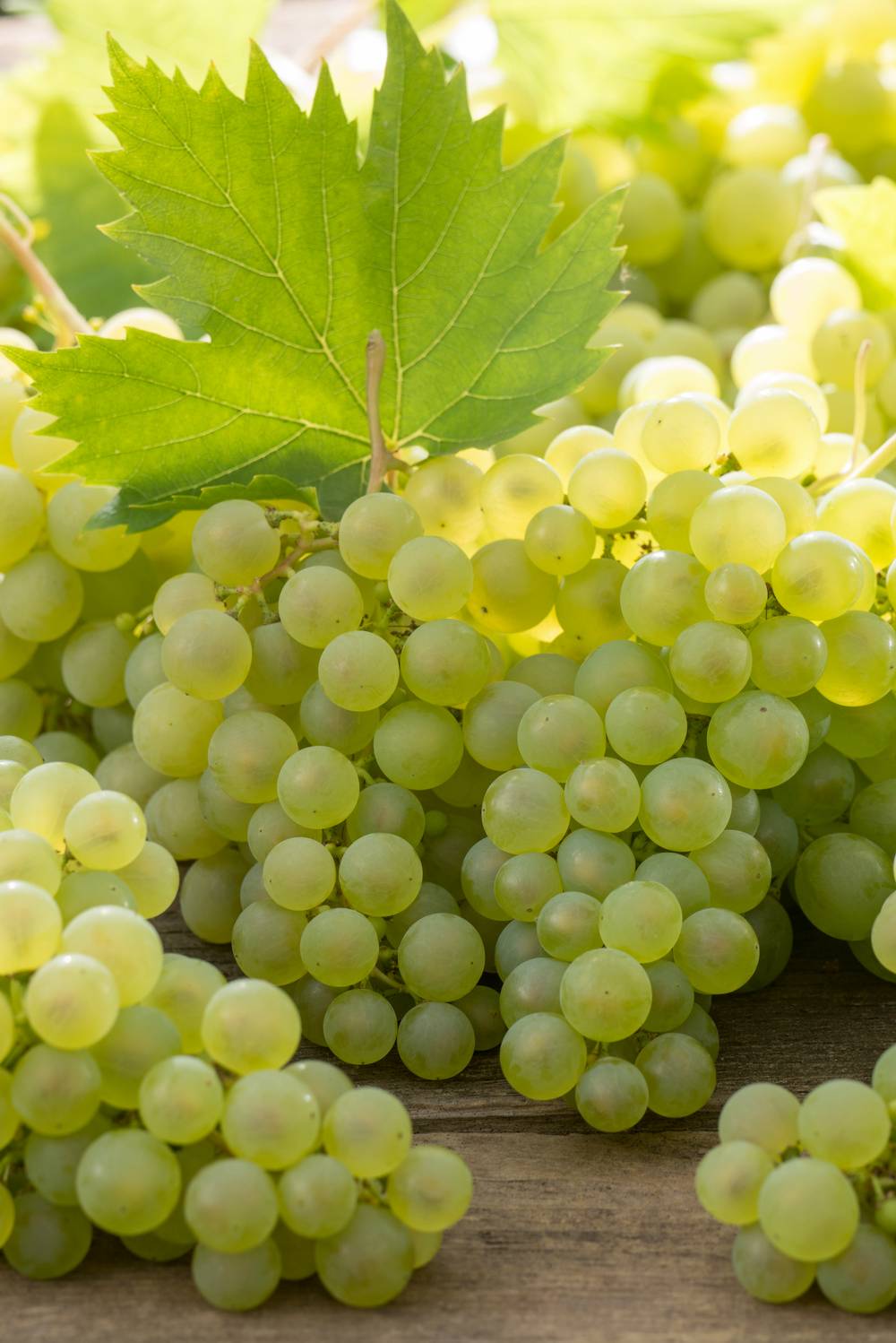 Vigne 'Chasselas doré'