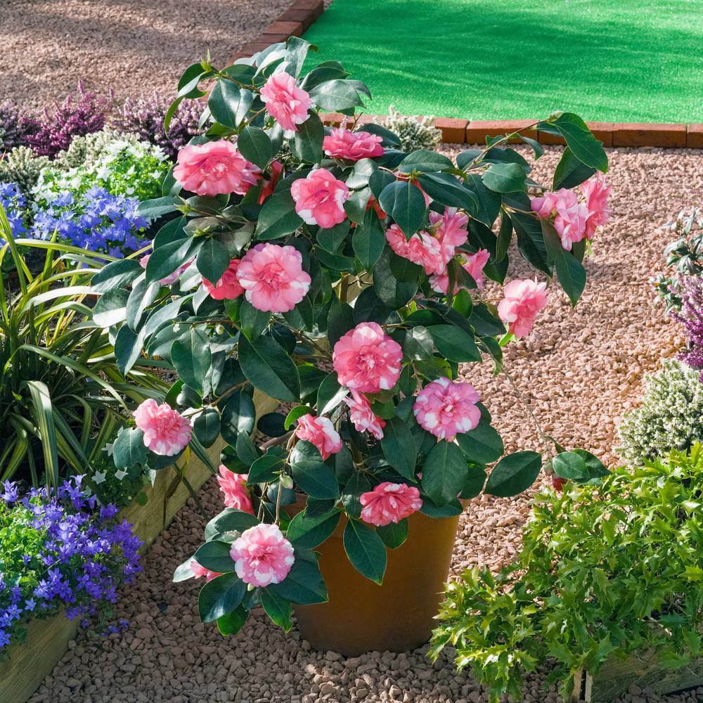 Camellia japonica 'Kumasaka' - Camélia du Japon