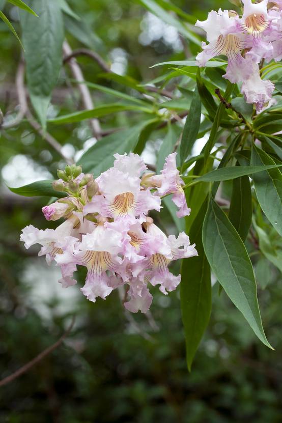 Chitalpa tashkentensis 'Pink Dawn'