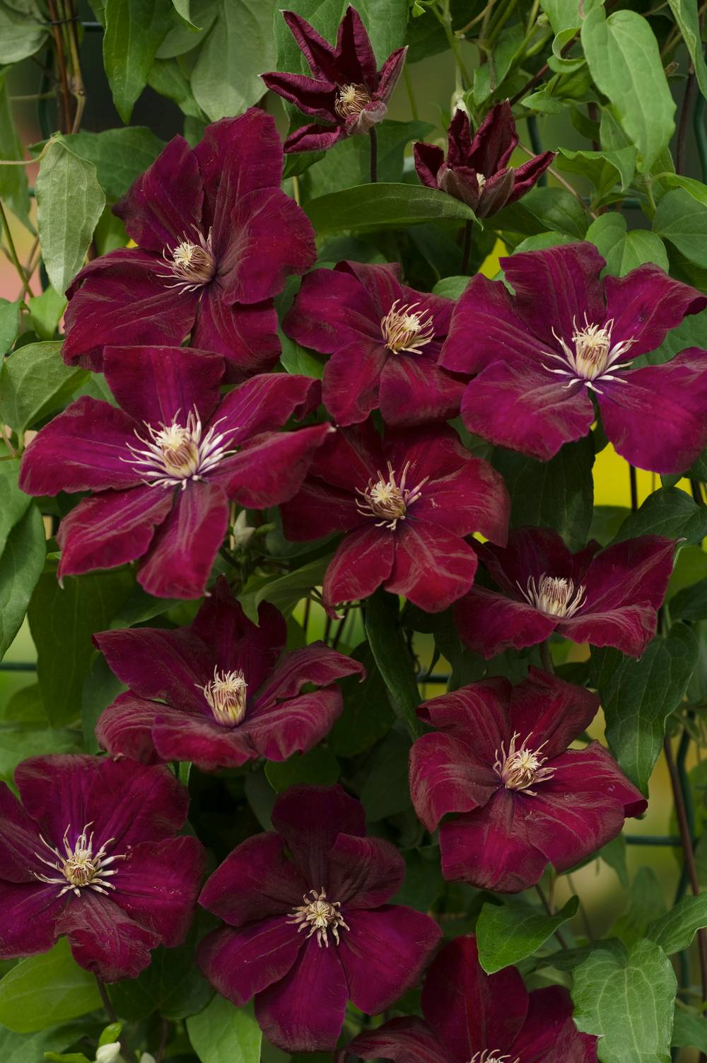 Clématite 'Rouge Cardinal' - Clematis