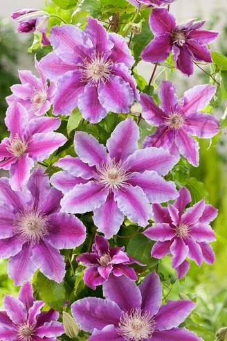 Clématite 'Doctor Ruppel' - Clematis