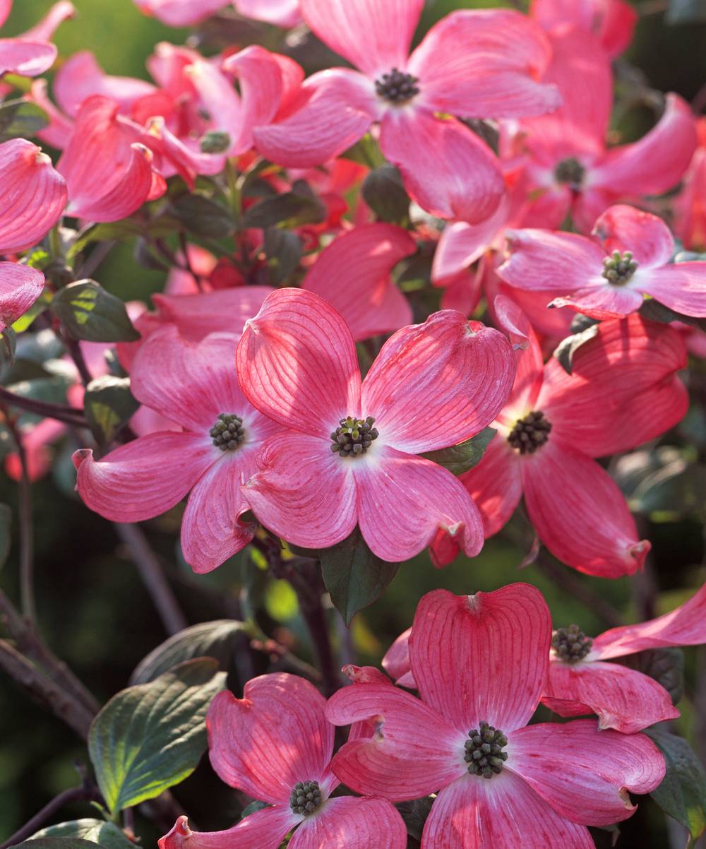 Cornus florida 'Cherokee Chief' - Cornouiller à fleurs