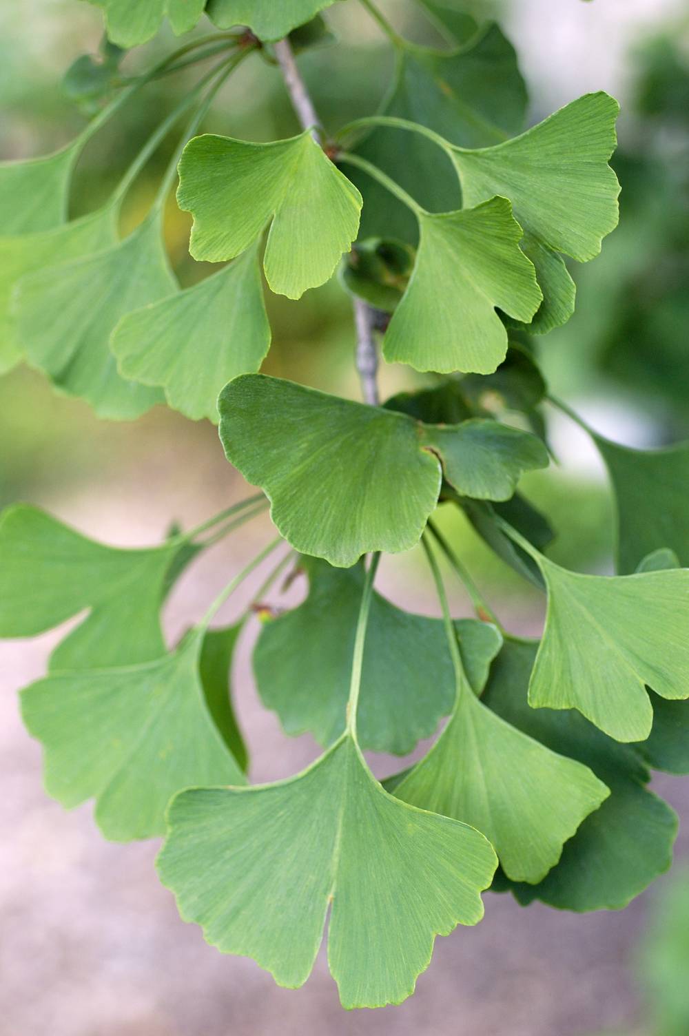 Ginkgo biloba