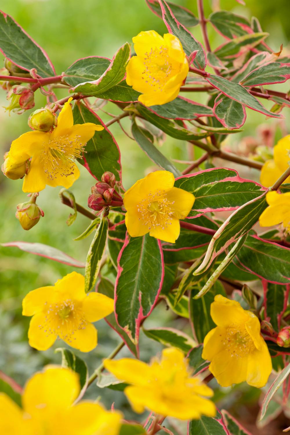 HYPERICUM moserianum 'Tricolor' L40/60 C3L