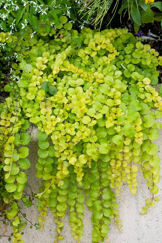 Lysimachia nummularia 'Aurea' - Lysimaque nummulaire