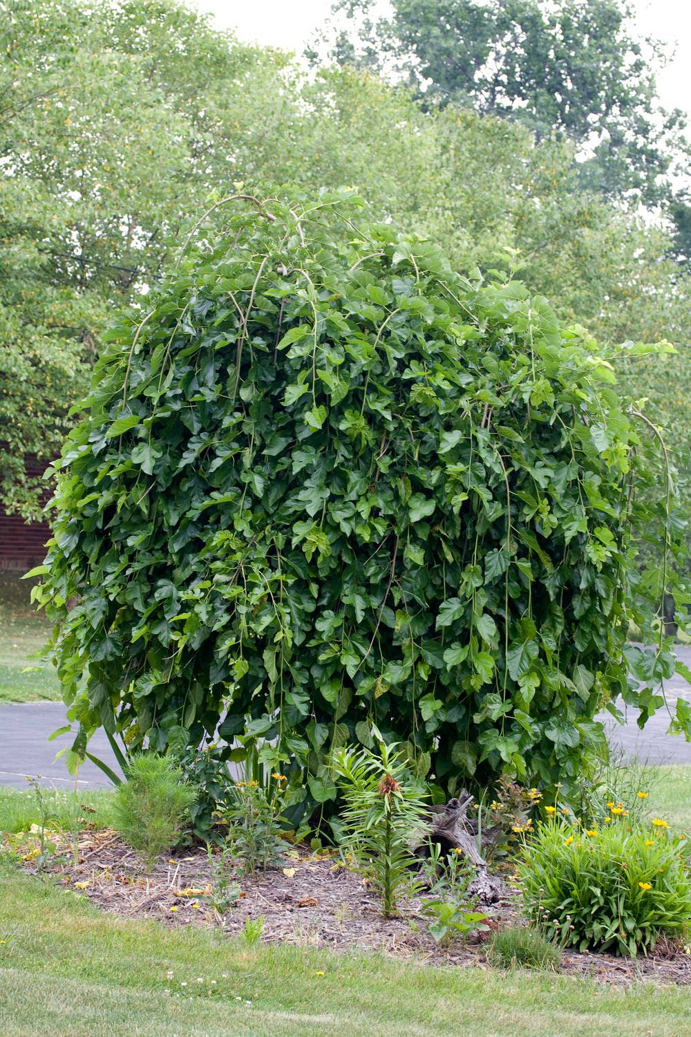 Morus alba 'Pendula' - Mûrier blanc pleureur