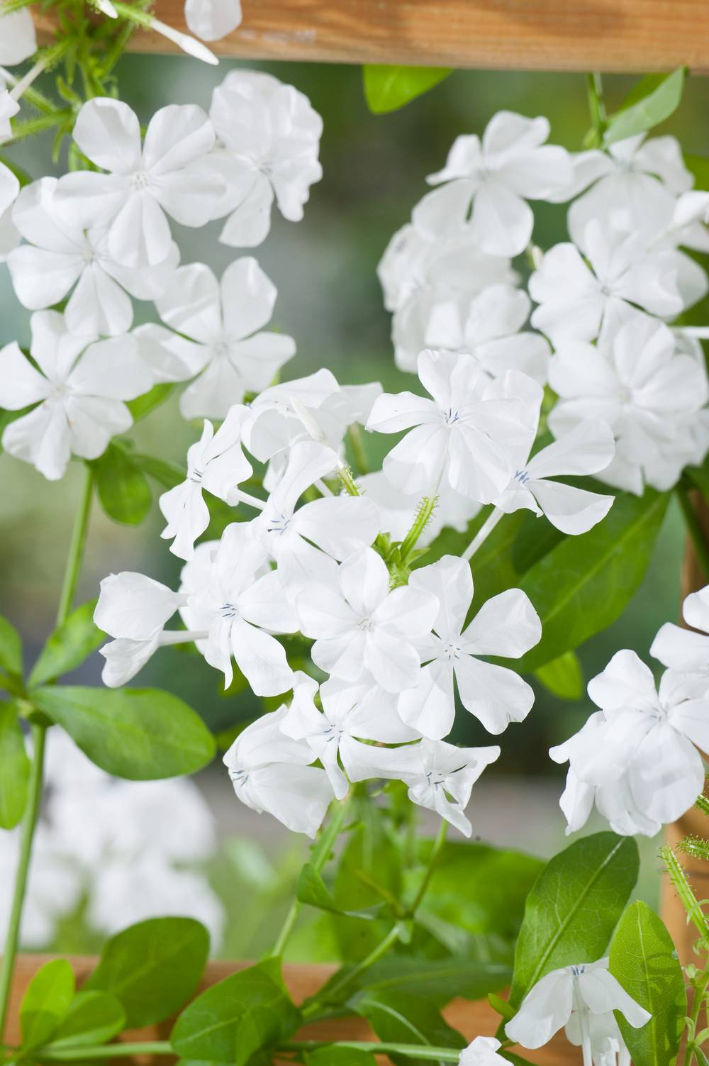 Plumbago auriculata 'Alba' - Dentelaire du Cap