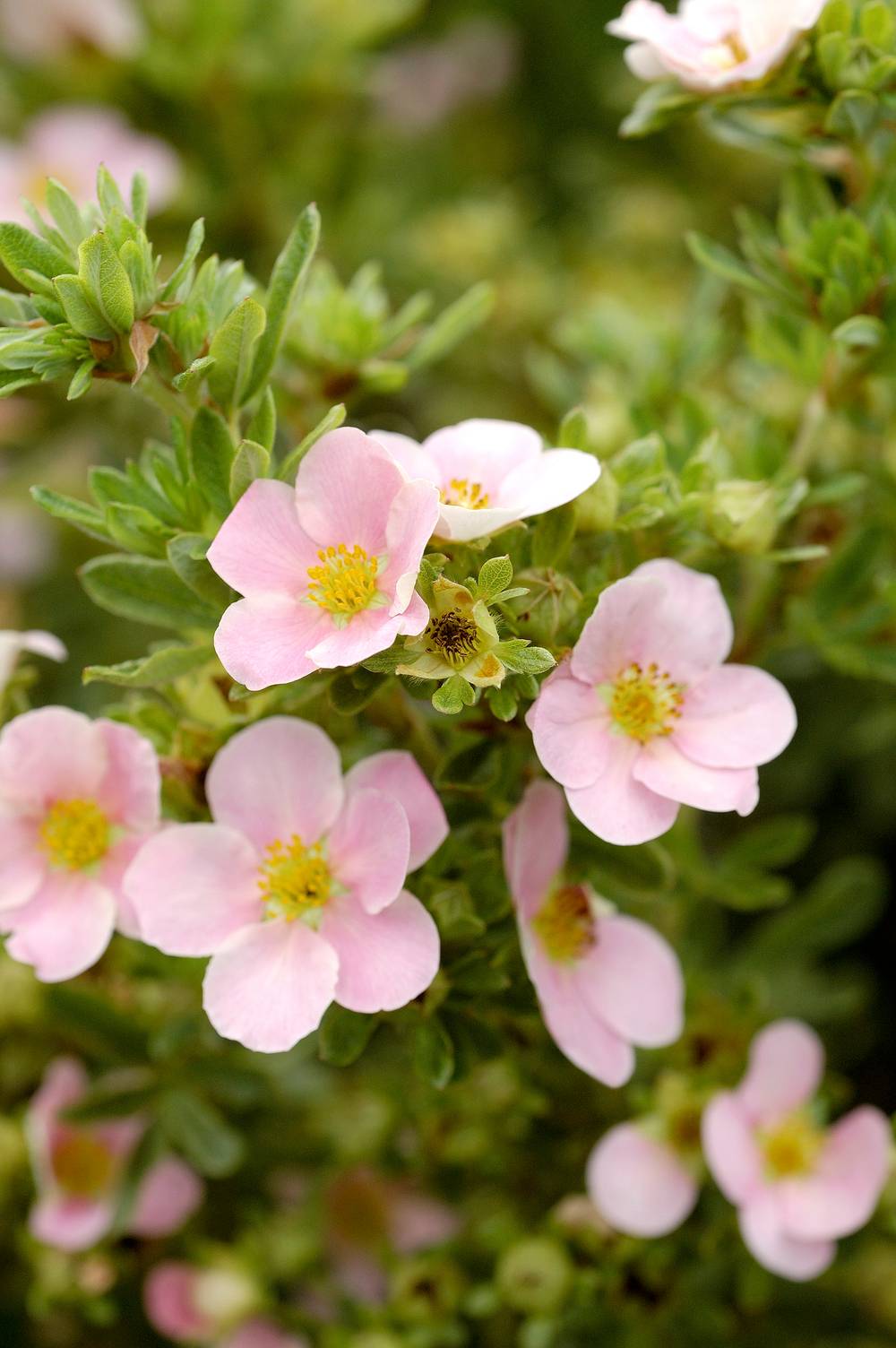 Potentilla fruticosa 'Lovely Pink' - Potentille arbustive