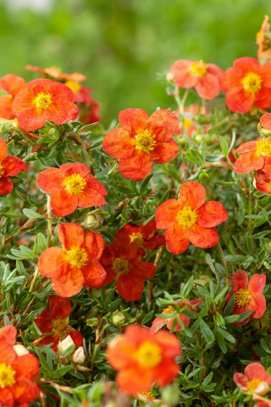 Potentilla fruticosa 'Red Joker' - Potentille arbustive
