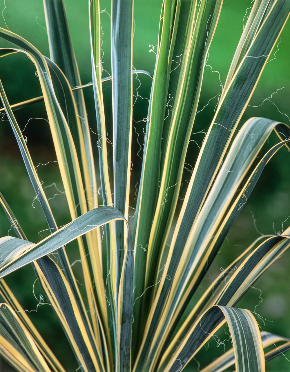 Yucca filamentosa 'Bright Edge'