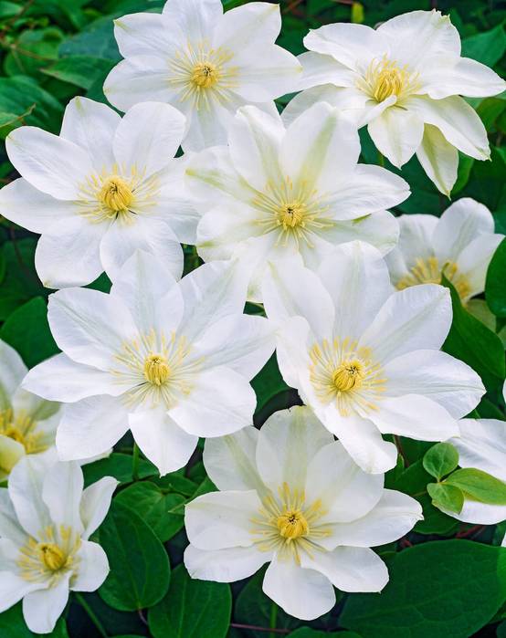 Clématite 'Guernsey Cream' - Clematis
