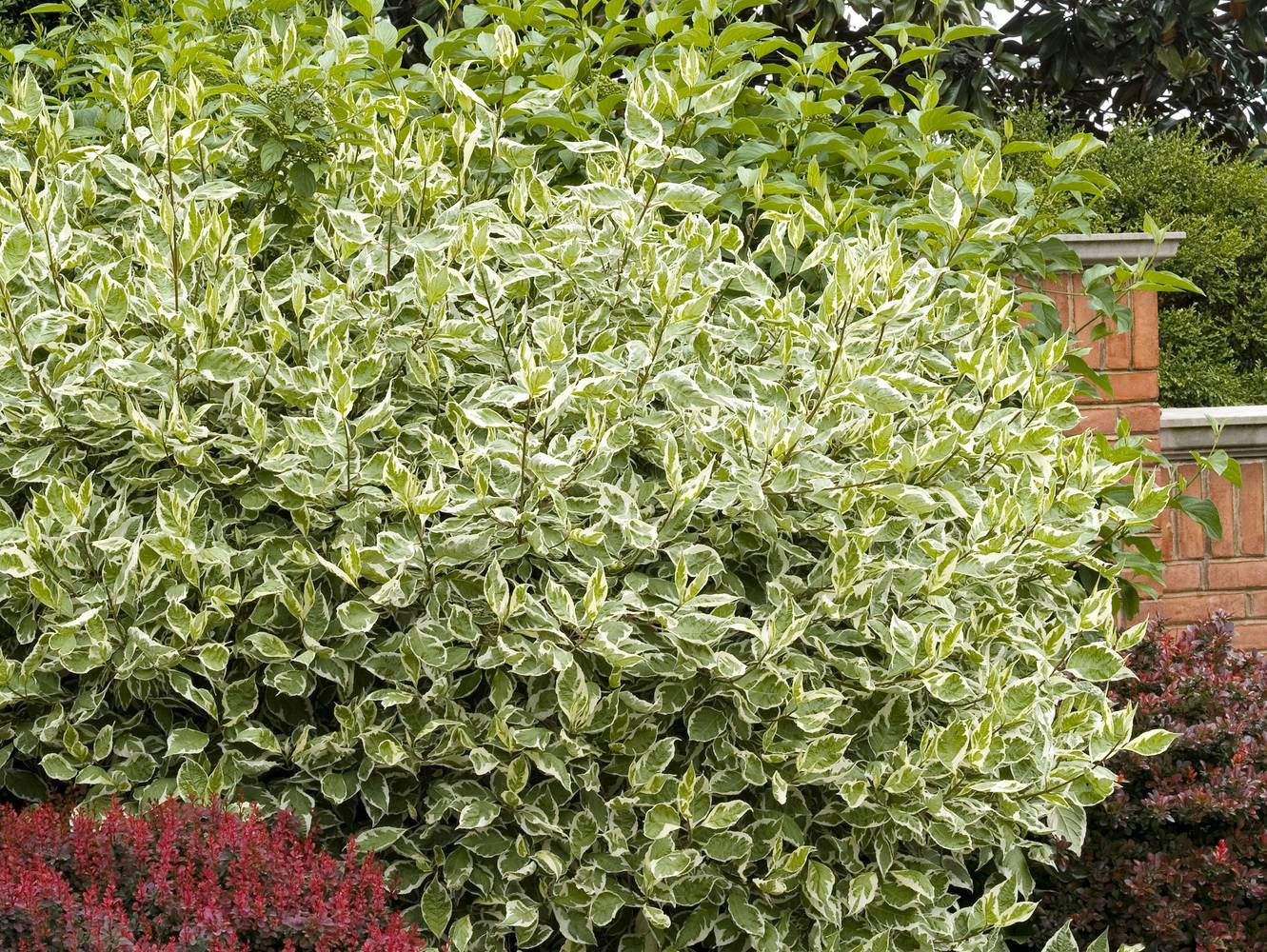 Cornus alba 'Elegantissima' - Cornouiller blanc