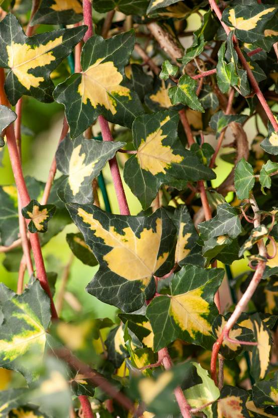 Hedera helix 'Goldheart' - Lierre