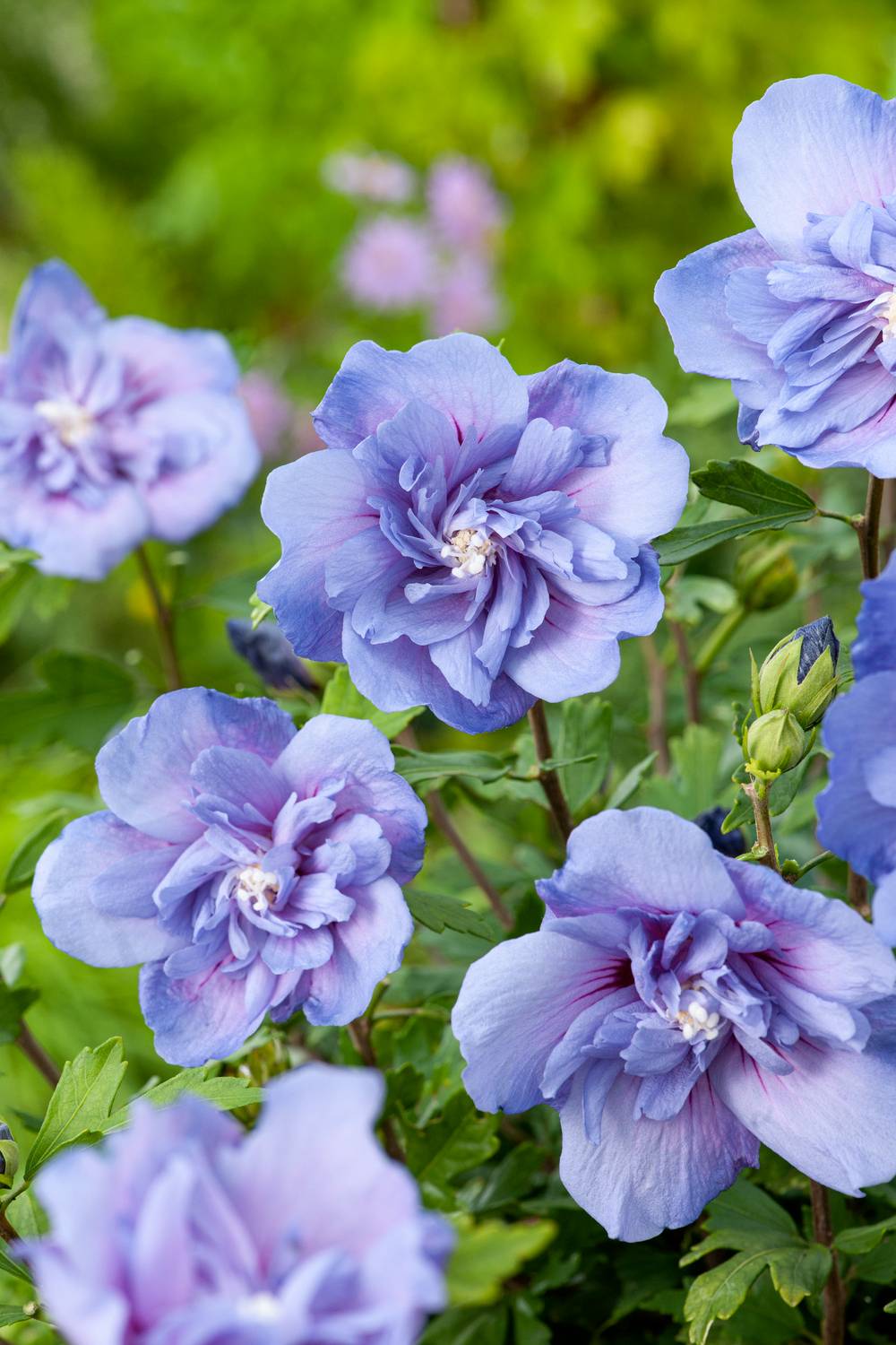 Hibiscus syriacus 'Blue Chiffon' - Hibiscus de jardin
