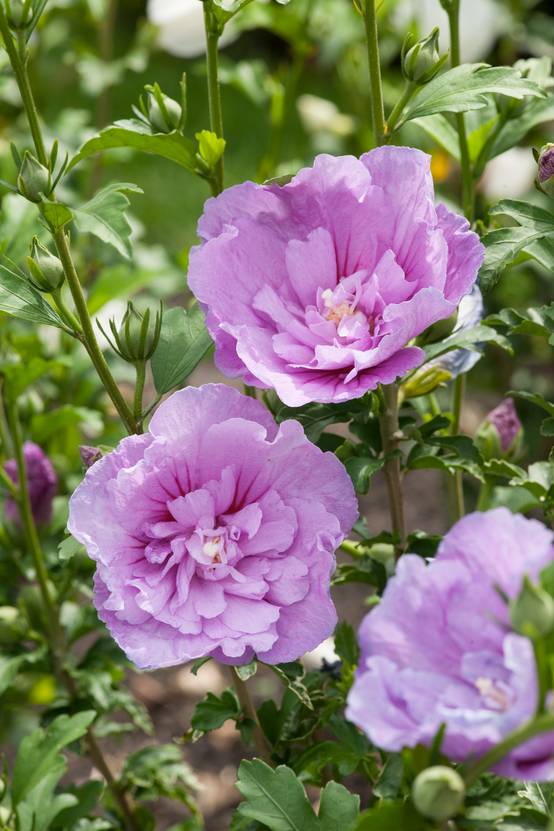 Hibiscus syriacus 'Lavender Chiffon' - Hibiscus de jardin