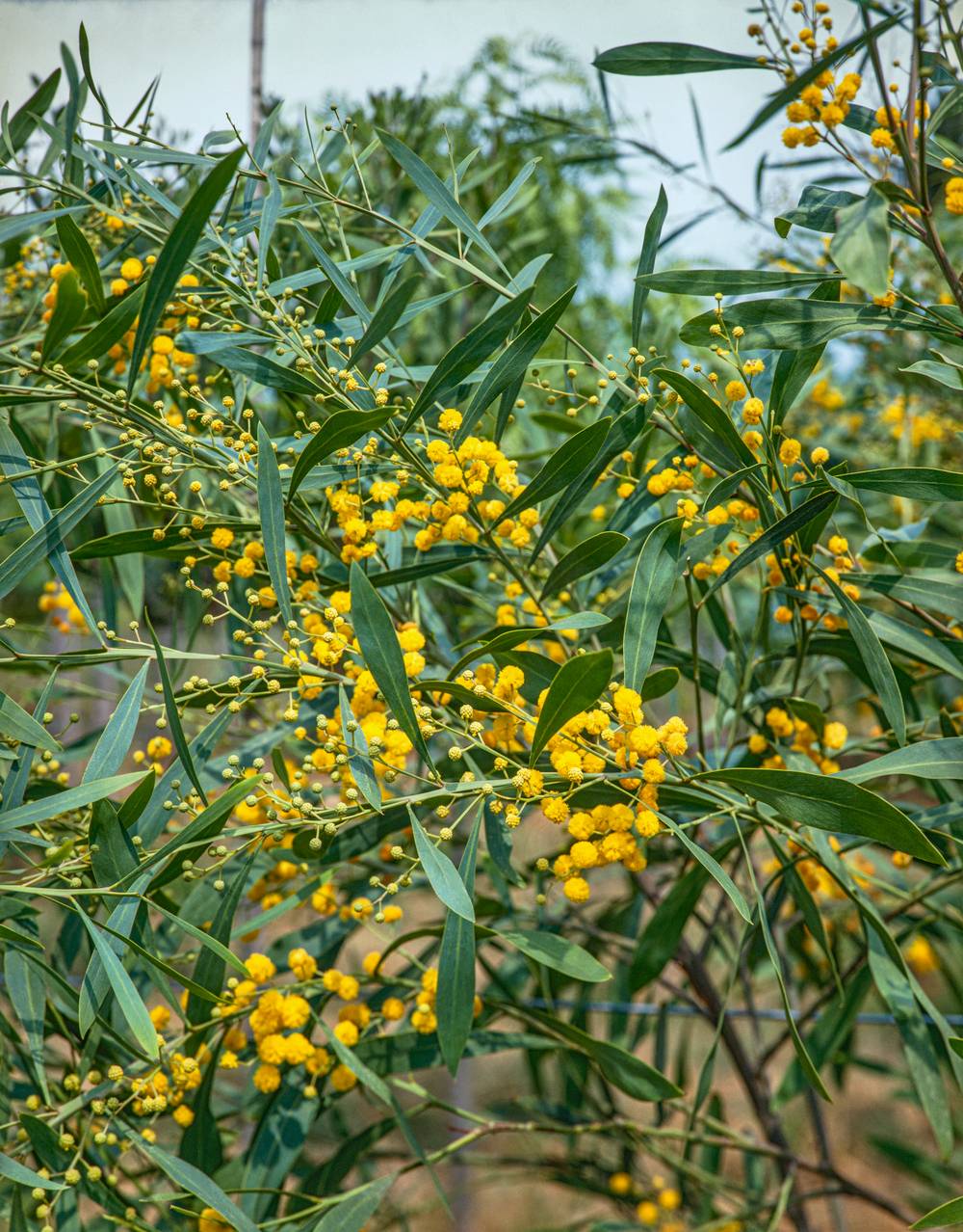 Acacia retinodes - Mimosa des quatre saisons