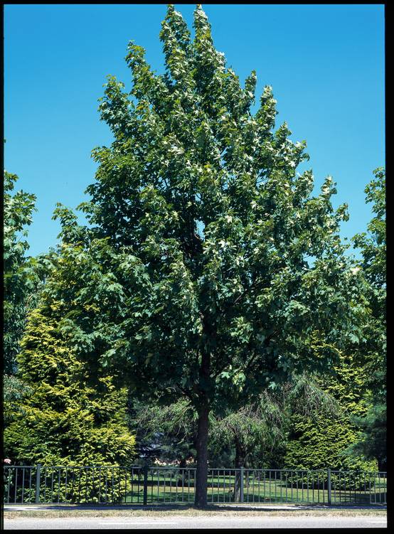 Acer freemanii 'Autumn Blaze' - Érable de Freeman