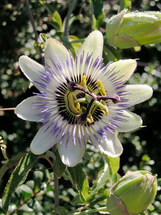 Passiflore caerulea