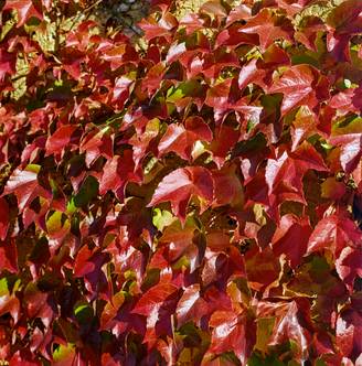 Parthenocissus tricuspidata 'Purpurea'