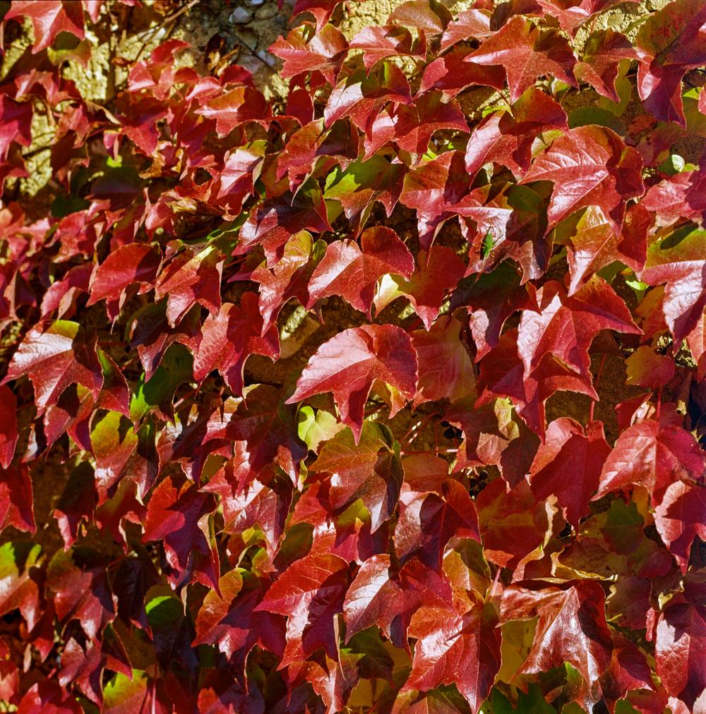 Parthenocissus tricuspidata 'Purpurea'