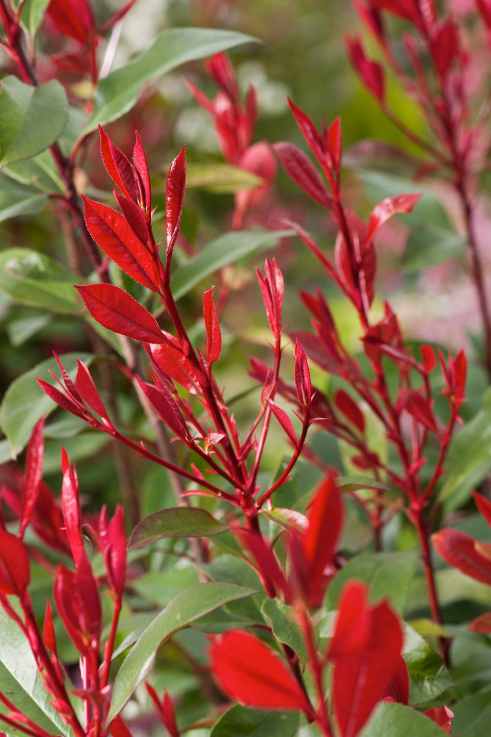 Photinia fraseri 'Carré Rouge'