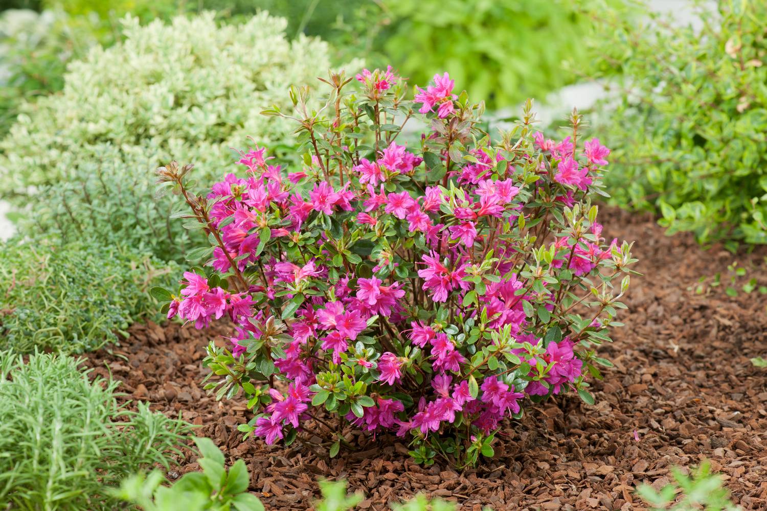 AZALEA japonica 'Amoena' 40/60 C7L