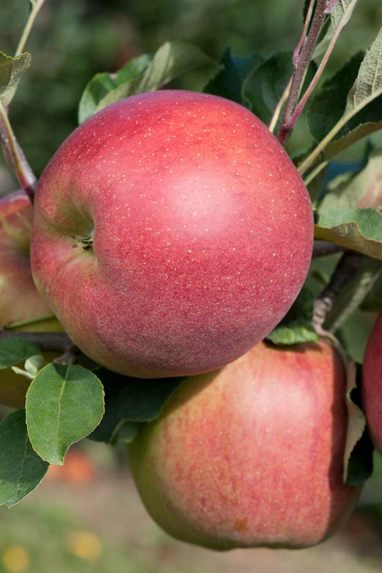 Pommier 'Melrose' - INVIVO nous on sème