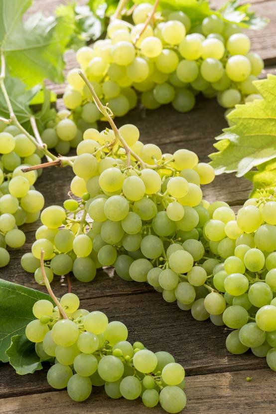 Vigne Ampelia® 'Candin'