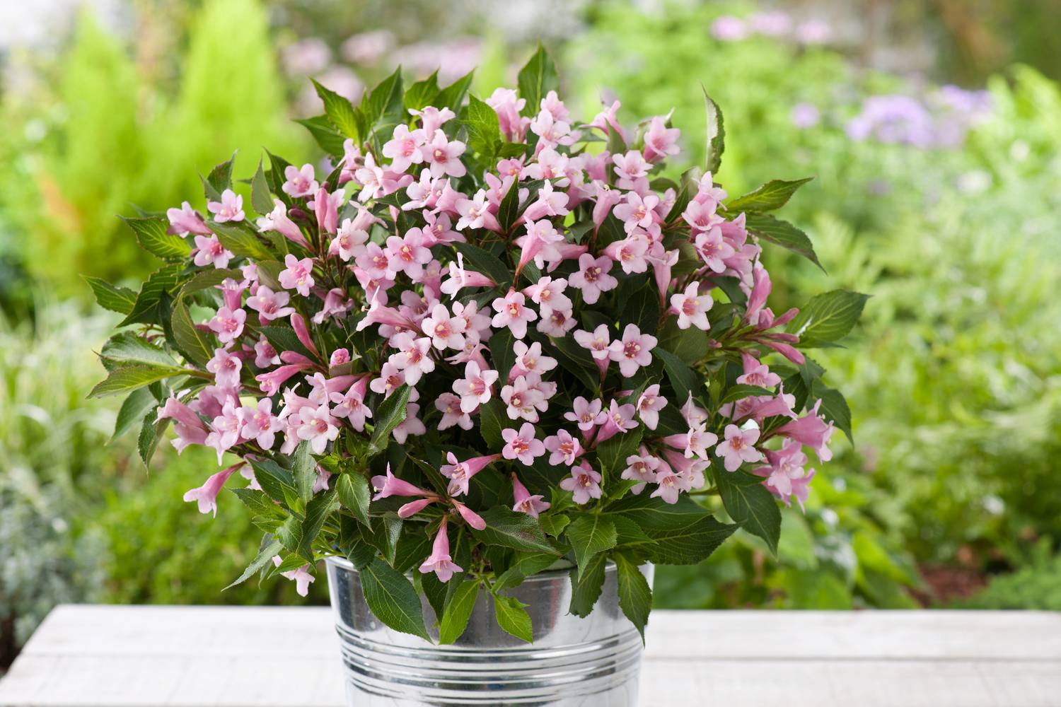 Weigelia Pink poppet