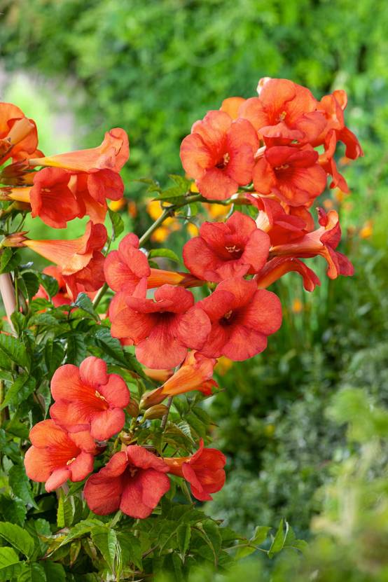 Campsis tagliabuana 'Mme Galen'- Bignogne