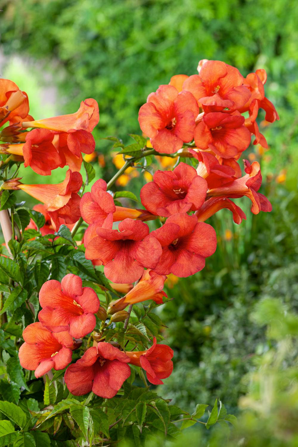 Campsis tagliabuana 'Mme Galen'- Bignogne