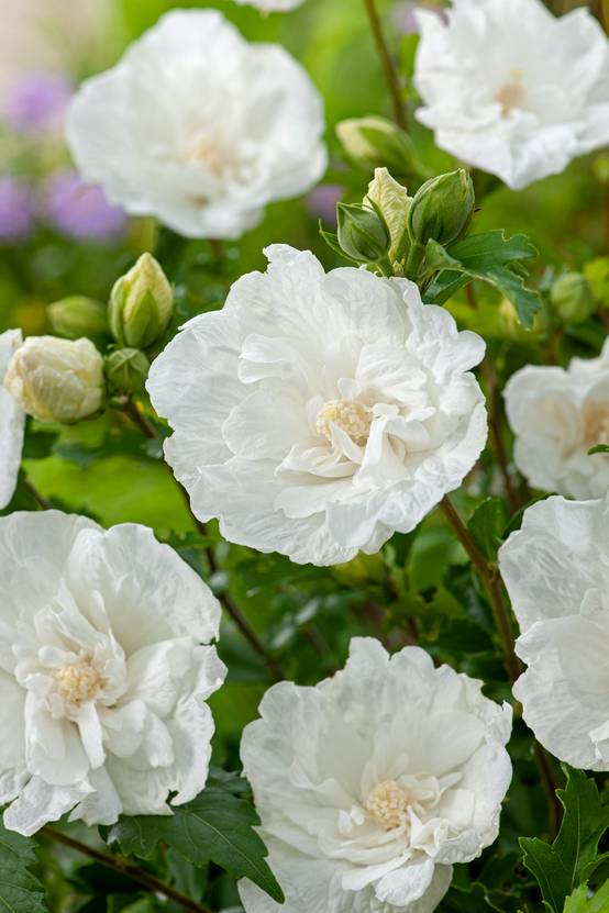 HIBISCUS syriacus 'White Chiffon' 100/125 C15L
