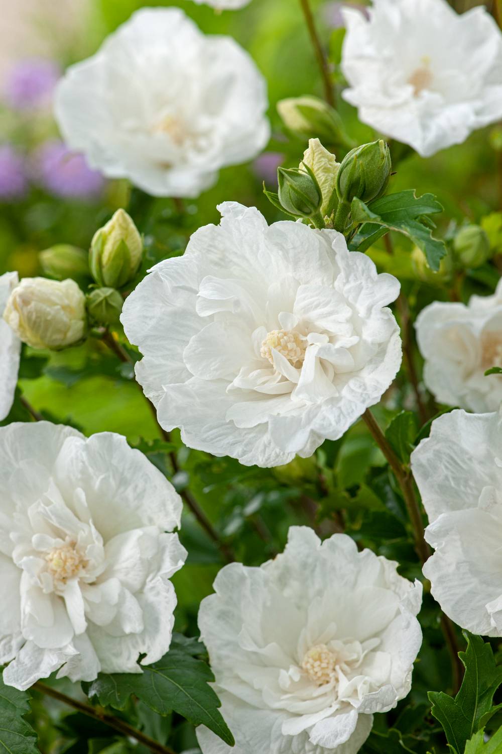 Hibiscus syriacus 'White Chiffon' - Hibiscus de jardin