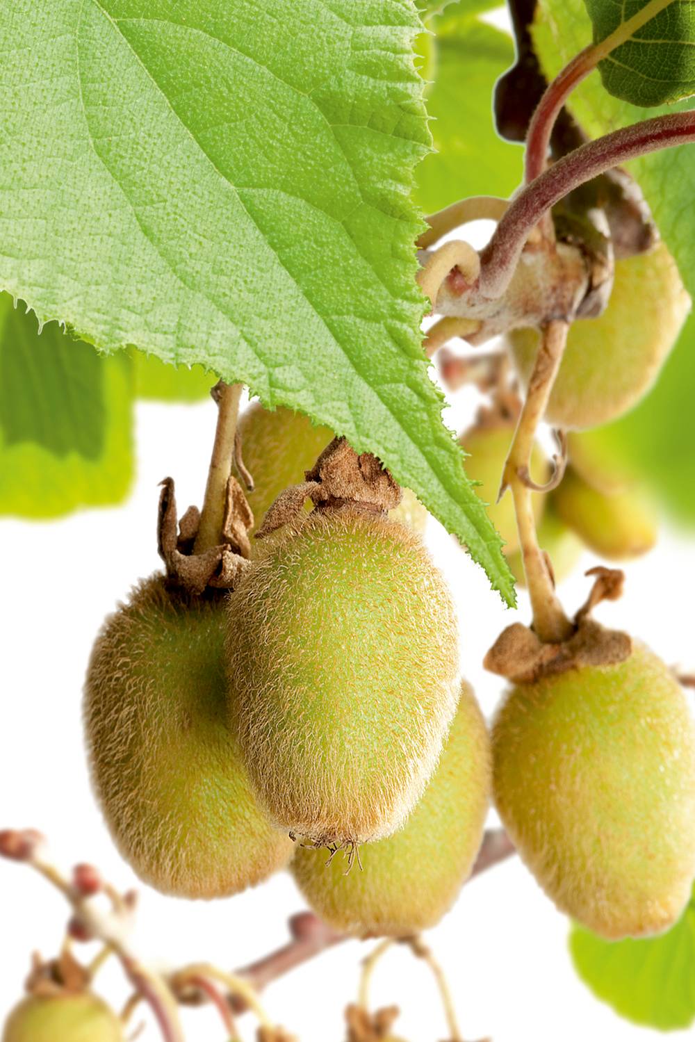 Kiwi autofertile 'Jenny'