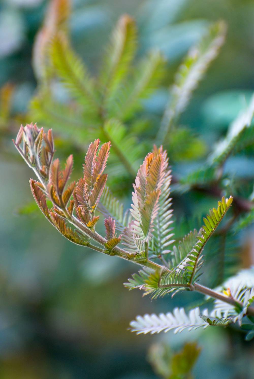 Acacia baileyana 'Purpurea' - Mimosa de Bailey pourpre