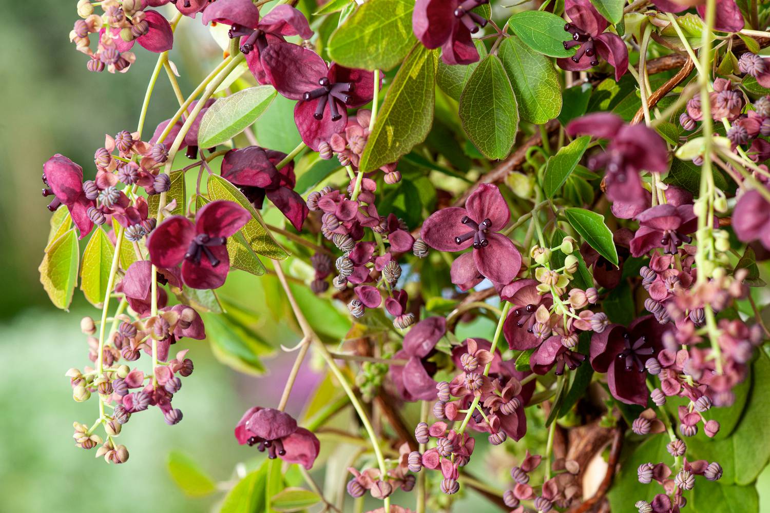 Akebia quinata 'Silver Bells'- Vigne chocolat