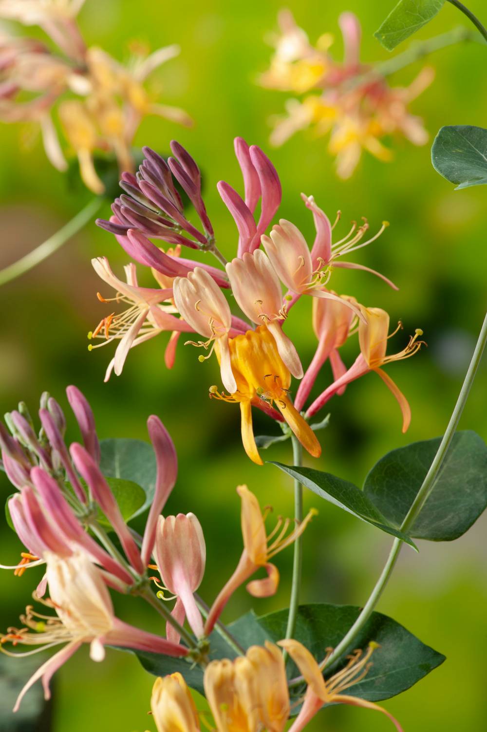 Lonicera henryi - Chevrefeuille