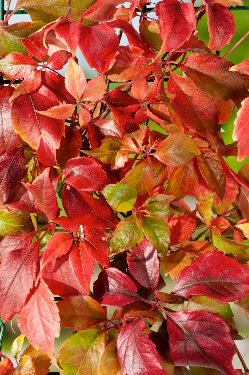 Vigne vierge quinquefolia 'Engelmani'
