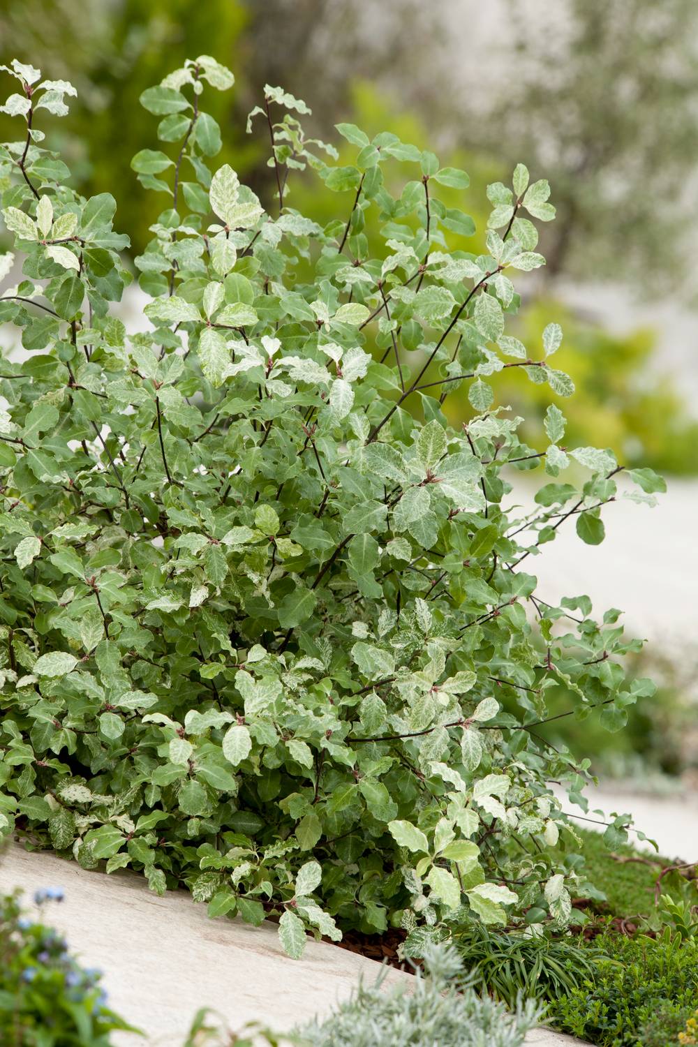 Pittosporum tenuifolium 'Irene Paterson'