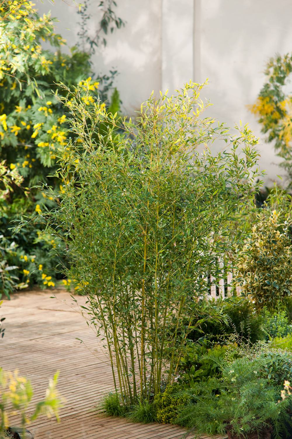 Phyllostachys bissetii - Bambou