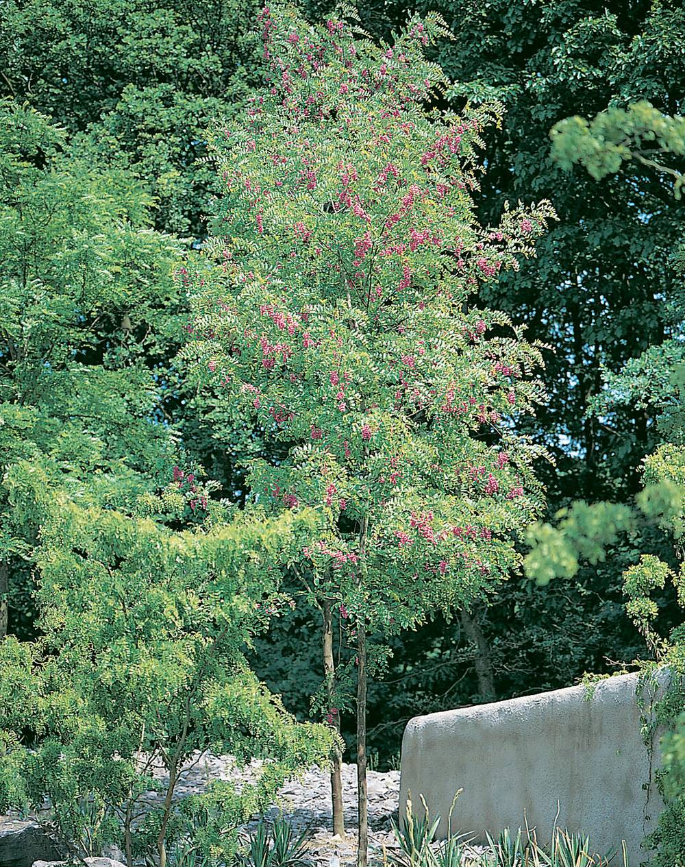 Robinia margaretta 'Casque Rouge' - Robinier faux-acacia