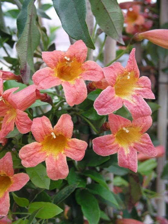 Bignonia capreolata 'Tangerine Beauty' - Bigogne à vrilles