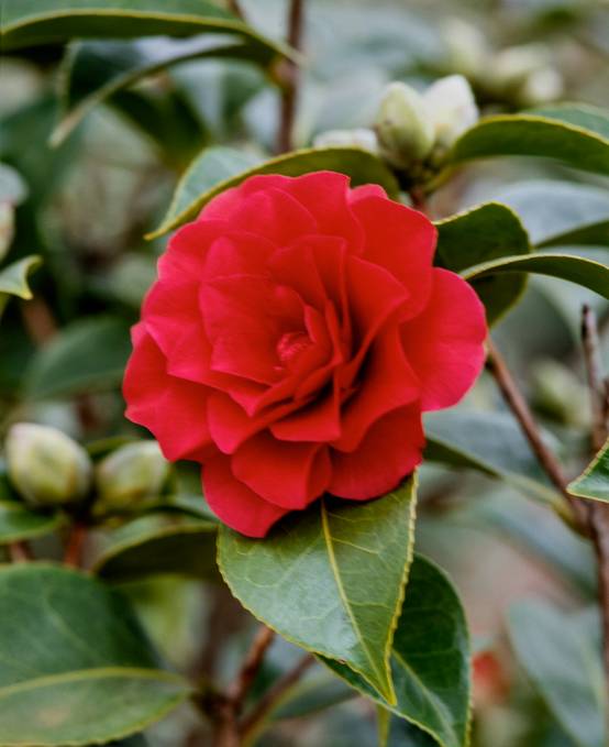 Camellia japonica 'Roger Hall' - Camélia du Japon