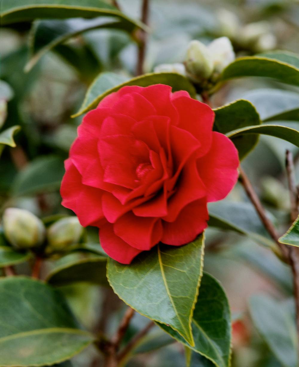 Camellia japonica 'Roger Hall' - Camélia du Japon
