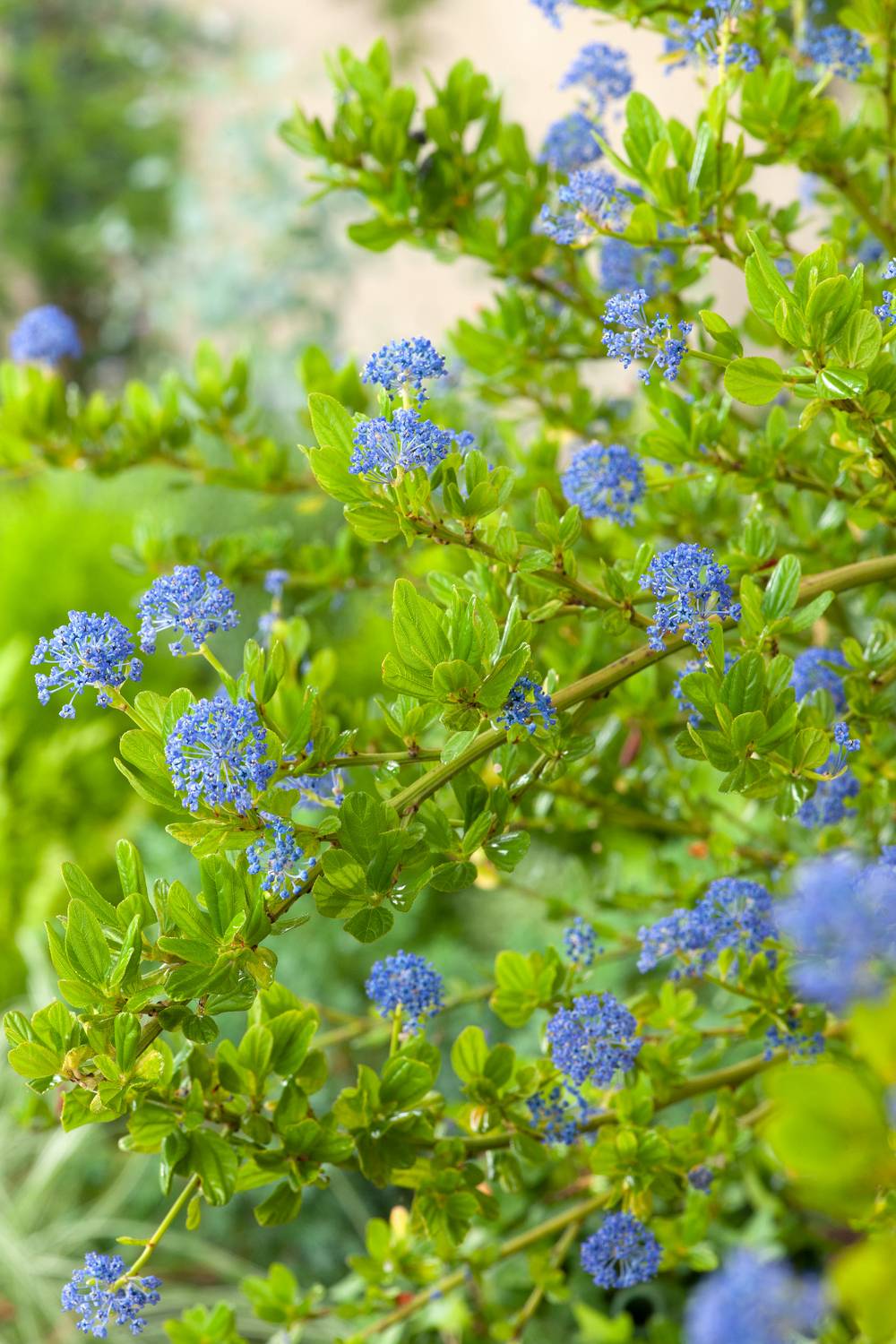Ceanothus thyrsiflorus 'Skylark' - Céanothe (Lilas de Californie)