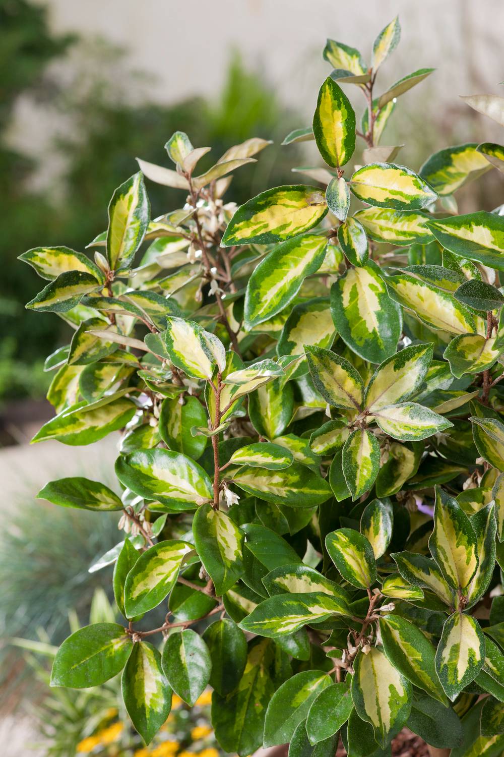 Elaeagnus x ebbingei 'Limelight' - Chalef