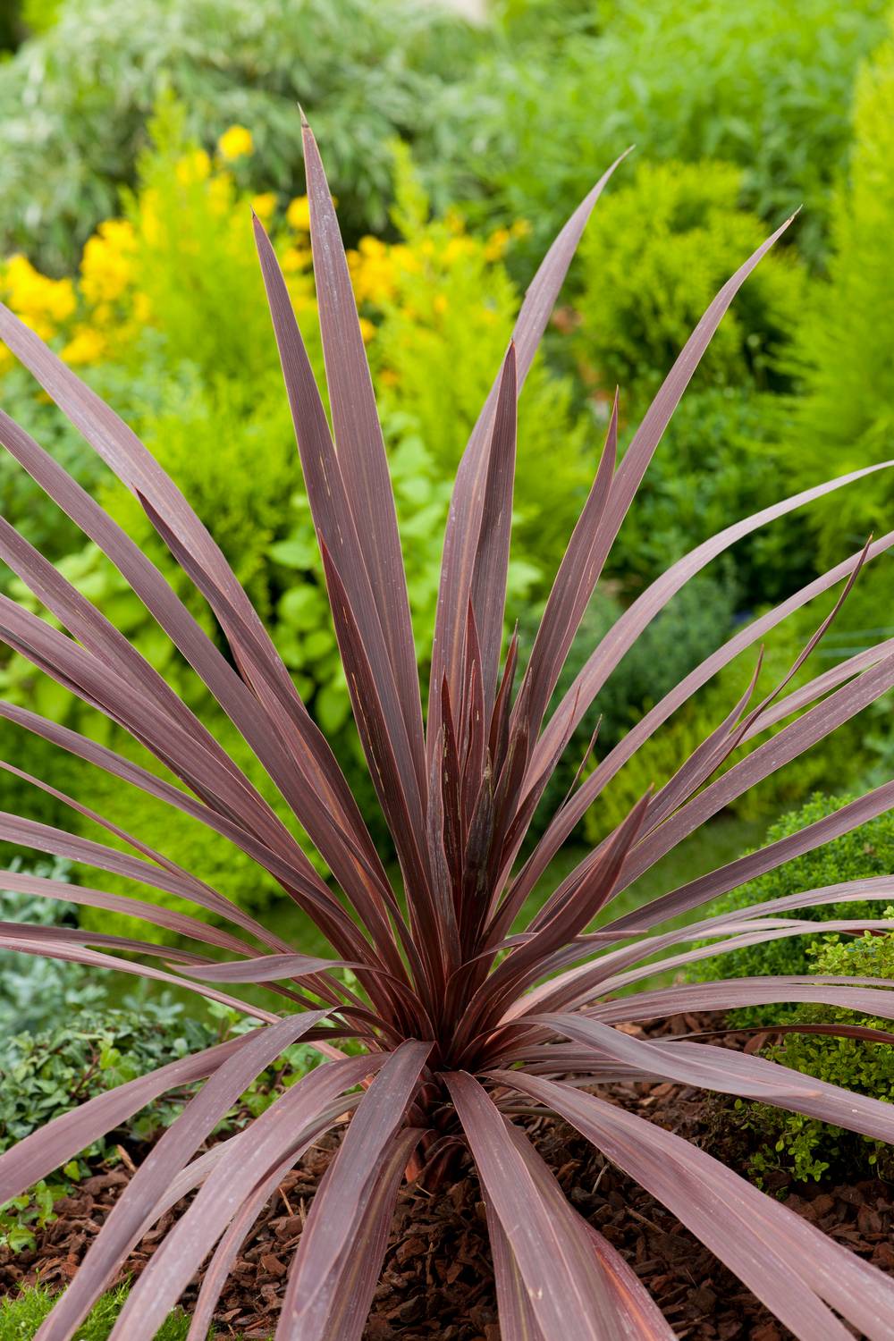 Cordyline australis 'Red Comet'